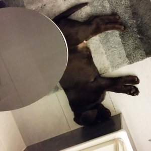 Buddy von der Arensburg_10