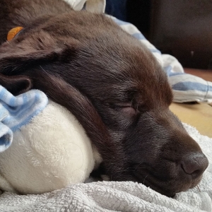 Buddy von der Arensburg_2