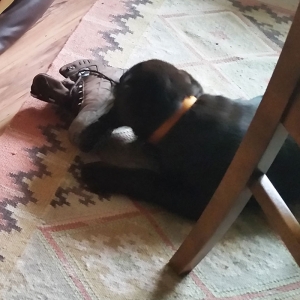 Buddy von der Arensburg_4