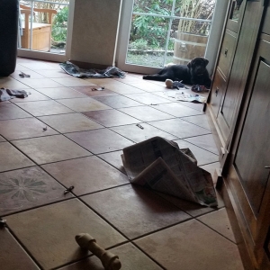 Buddy von der Arensburg_5